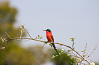 carmine bee eater