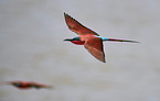 carmine bee-eater