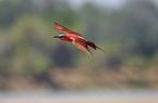 carmine bee-eater