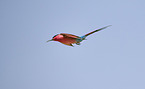 carmine bee-eater