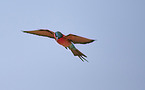 carmine bee-eater