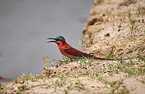 carmine bee-eater