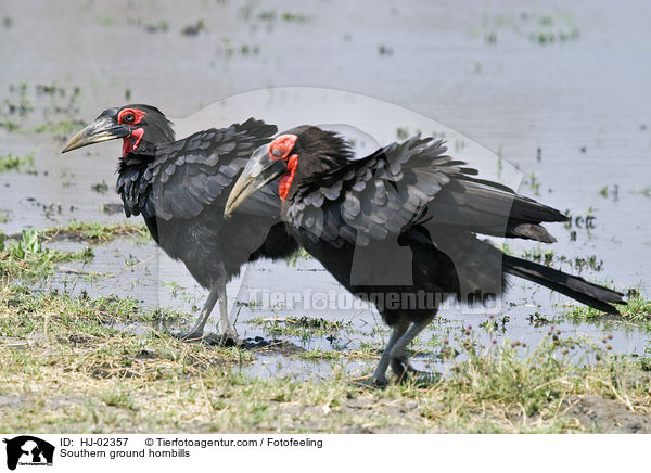 Sdlicher Hornraben / Southern ground hornbills / HJ-02357