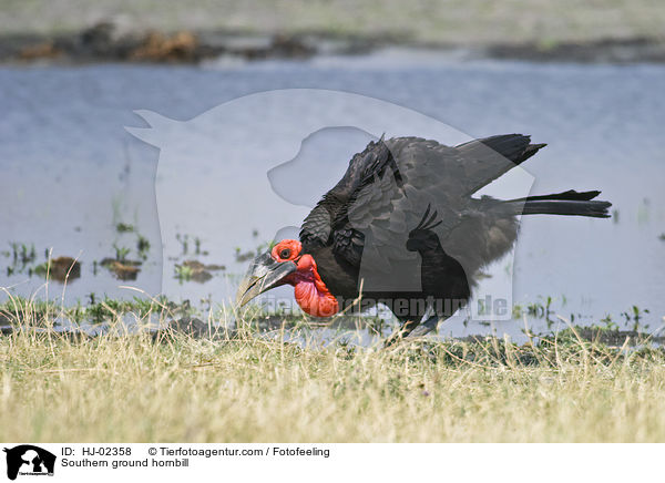 Southern ground hornbill / HJ-02358