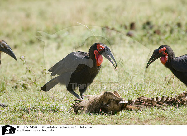 Sdliche Hornraben / southern ground hornbills / JR-01426