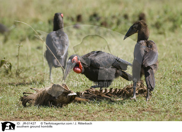 Sdliche Hornraben / southern ground hornbills / JR-01427