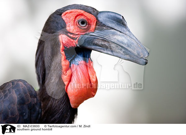 Sdlicher Rotwangenhornrabe / southern ground hornbill / MAZ-03600