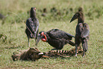 southern ground hornbills