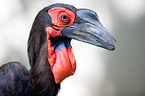 southern ground hornbill