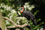 southern ground hornbill