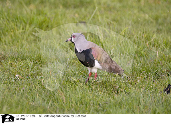 Chile Kiebitz / lapwing / WS-01959