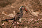 Southern red billed hornbill
