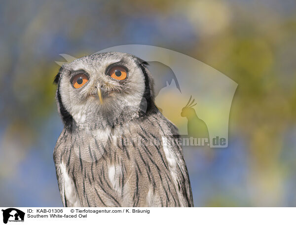 Southern White-faced Owl / KAB-01306