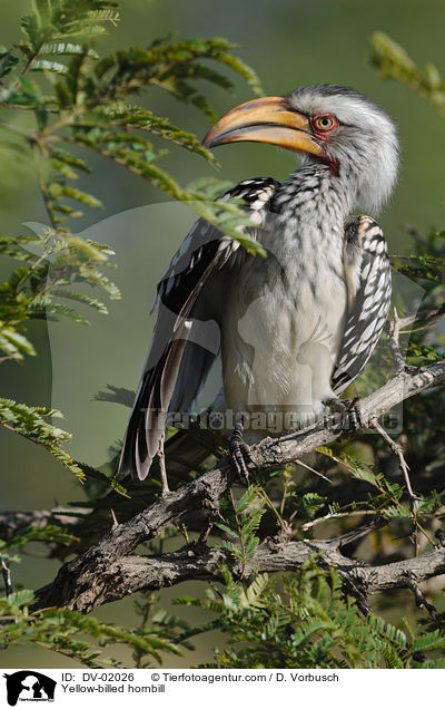 Sdlicher Gelbschnabeltoko / Yellow-billed hornbill / DV-02026