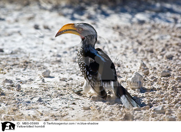 Sdlicher Gelbschnabeltoko / Yellow-billed hornbill / MBS-05989