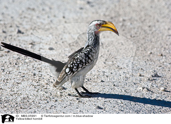 Yellow-billed hornbill / MBS-05991