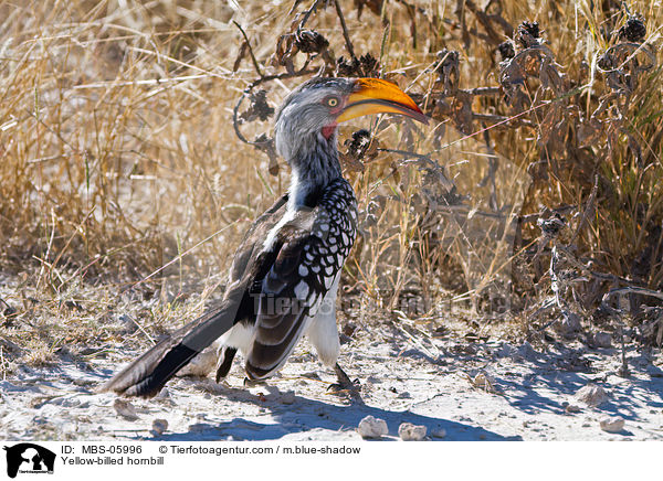 Sdlicher Gelbschnabeltoko / Yellow-billed hornbill / MBS-05996