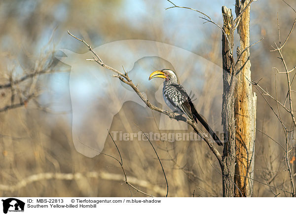 Sdlicher Gelbschnabeltoko / Southern Yellow-billed Hornbill / MBS-22813