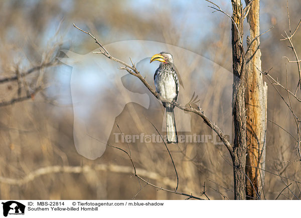 Southern Yellow-billed Hornbill / MBS-22814