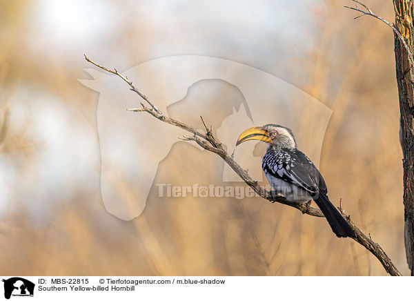Sdlicher Gelbschnabeltoko / Southern Yellow-billed Hornbill / MBS-22815