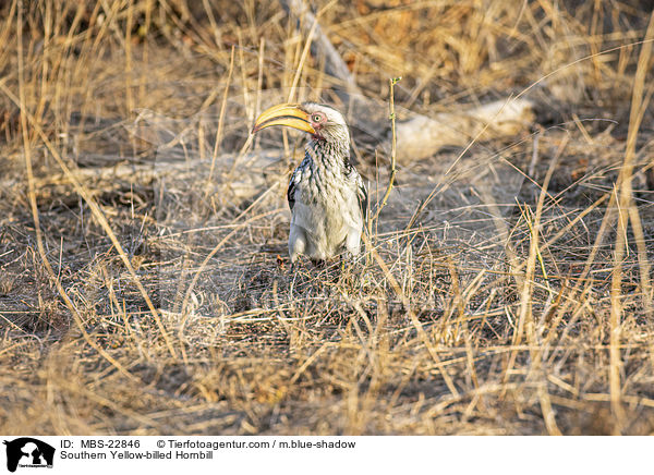 S�dlicher Gelbschnabeltoko / Southern Yellow-billed Hornbill / MBS-22846