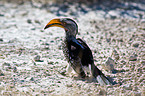 Yellow-billed hornbill