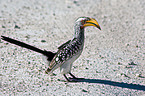 Yellow-billed hornbill