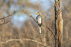 Southern Yellow-billed Hornbill