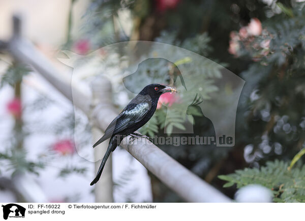 Glanzfleckdrongo / spangled drong / FF-16022