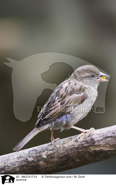 Sperling / sparrow / MAZ-01733