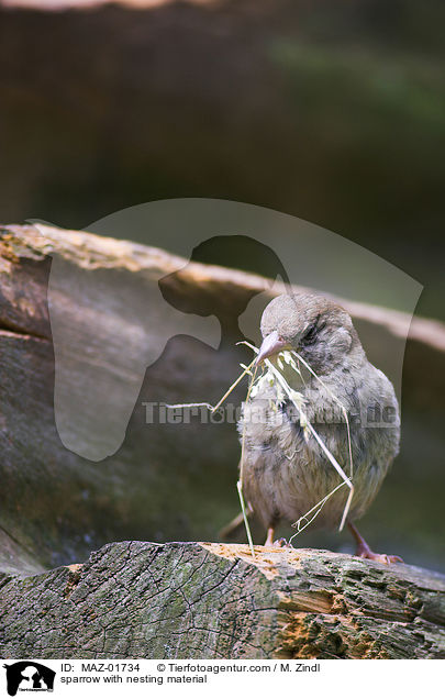Sperling mit Nistmaterial / sparrow with nesting material / MAZ-01734