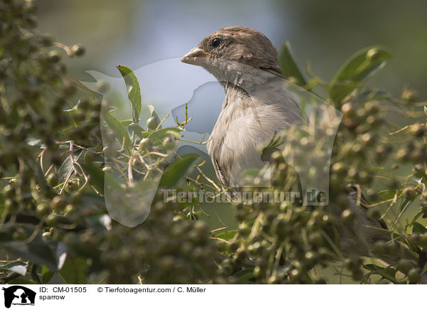 sparrow / CM-01505