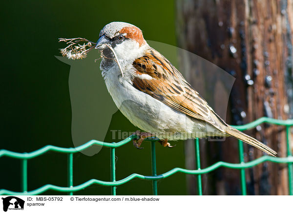 Sperling / sparrow / MBS-05792