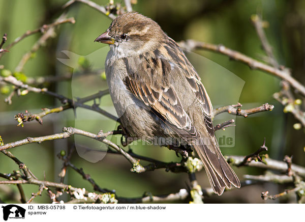 Sperling / sparrow / MBS-05798