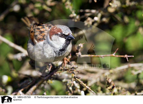 Sperling / sparrow / MBS-05799