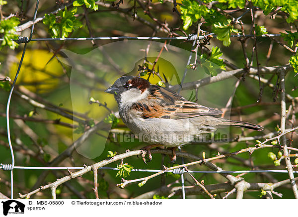 Sperling / sparrow / MBS-05800