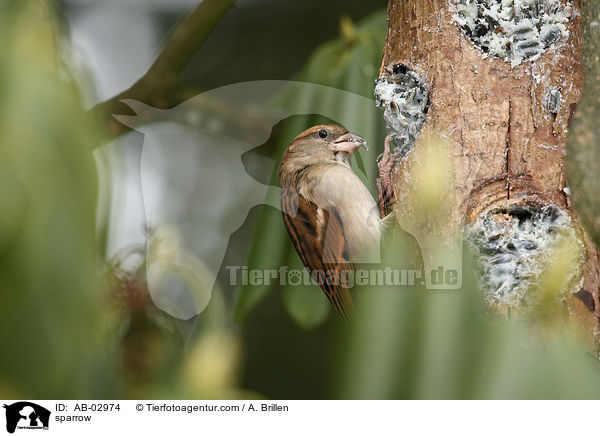 sparrow / AB-02974