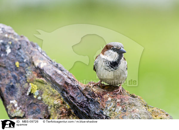 Sperling / sparrow / MBS-09726