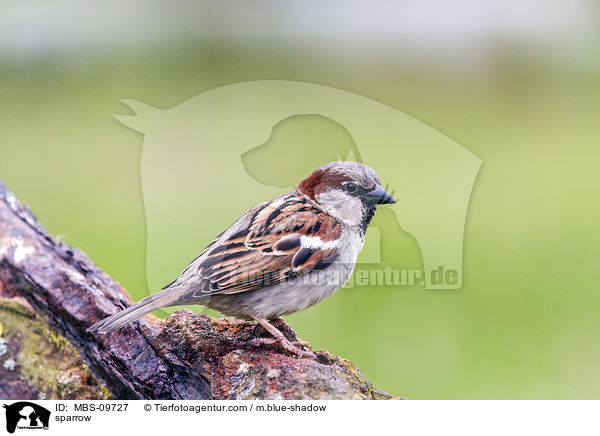 sparrow / MBS-09727