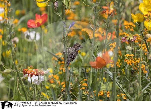 sitzender Sperling in der Blumenwiese / sitting Sparrow in the flower meadow / PW-05333