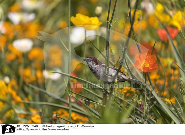 sitzender Sperling in der Blumenwiese / sitting Sparrow in the flower meadow / PW-05340