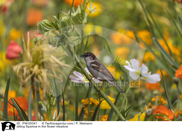 sitzender Sperling in der Blumenwiese / sitting Sparrow in the flower meadow / PW-05341