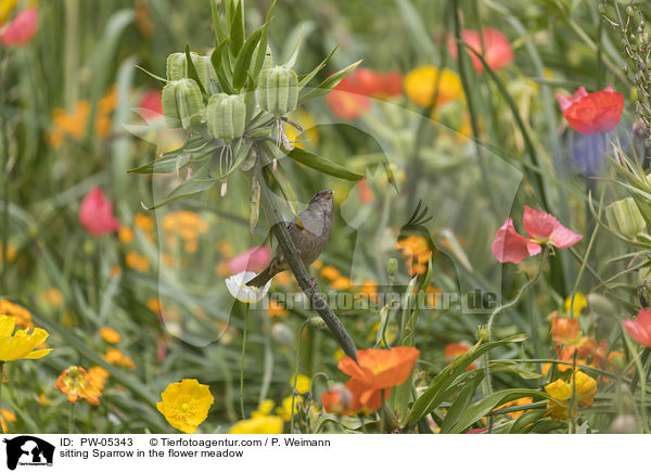 sitzender Sperling in der Blumenwiese / sitting Sparrow in the flower meadow / PW-05343