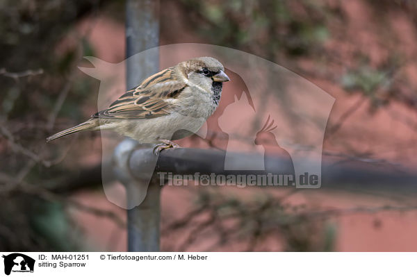 sitzender Sperling / sitting Sparrow / MAH-01251