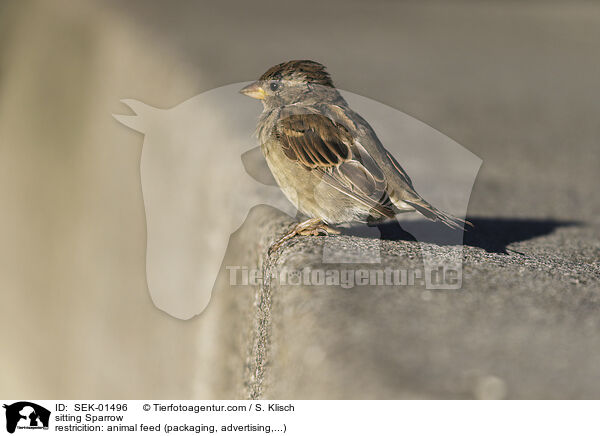 sitzender Sperling / sitting Sparrow / SEK-01496