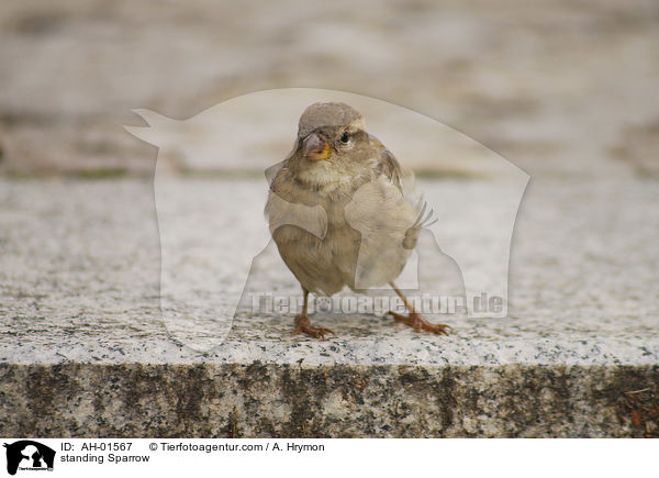 stehender Sperling / standing Sparrow / AH-01567
