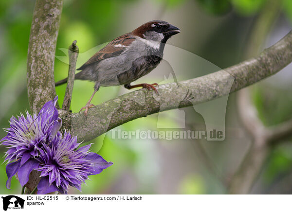 Sperling / sparrow / HL-02515