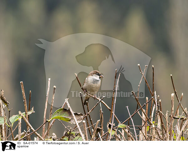 sparrow / SA-01574