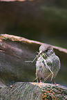 sparrow with nesting material