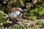 sparrow